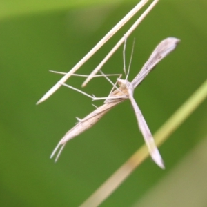 Platyptilia celidotus at Mongarlowe, NSW - 31 Jan 2021