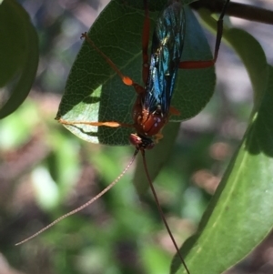 Lissopimpla excelsa at Aranda, ACT - 31 Jan 2021