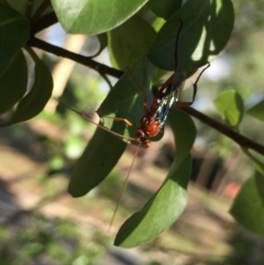 Lissopimpla excelsa at Aranda, ACT - 31 Jan 2021