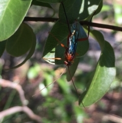 Lissopimpla excelsa at Aranda, ACT - 31 Jan 2021