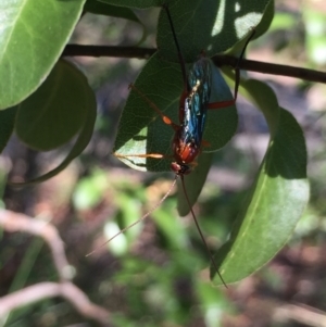 Lissopimpla excelsa at Aranda, ACT - 31 Jan 2021