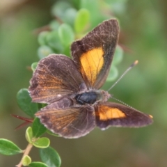 Paralucia pyrodiscus (Fiery Copper) at Mongarlowe River - 31 Jan 2021 by LisaH