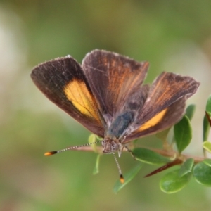 Paralucia pyrodiscus at Mongarlowe, NSW - 31 Jan 2021