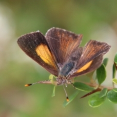 Paralucia pyrodiscus at Mongarlowe, NSW - 31 Jan 2021