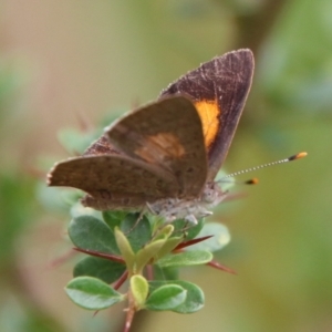 Paralucia pyrodiscus at Mongarlowe, NSW - 31 Jan 2021