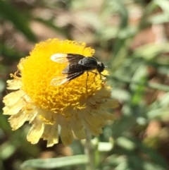 Geron nigralis (Slender bee fly) at Aranda, ACT - 31 Jan 2021 by Jubeyjubes