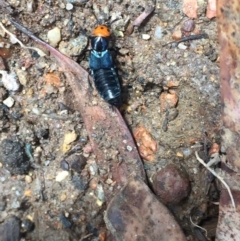 Creophilus erythrocephalus (Devil's coach horse, Rove beetle) at Aranda, ACT - 30 Jan 2021 by Jubeyjubes