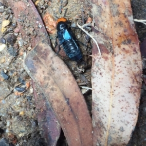 Creophilus erythrocephalus at Aranda, ACT - 30 Jan 2021