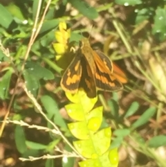 Ocybadistes walkeri (Green Grass-dart) at Aranda, ACT - 20 Jan 2021 by Jubeyjubes