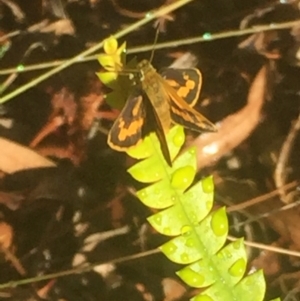 Ocybadistes walkeri at Aranda, ACT - 20 Jan 2021