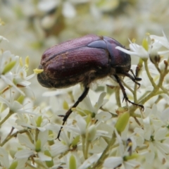 Bisallardiana gymnopleura (Brown flower chafer) at QPRC LGA - 31 Jan 2021 by LisaH