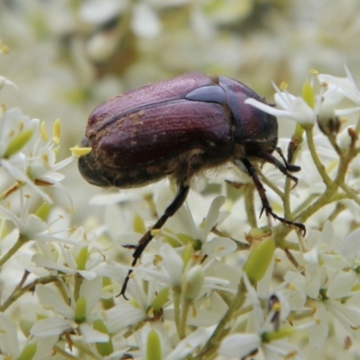 Bisallardiana gymnopleura (Brown flower chafer) at Mongarlowe, NSW - 31 Jan 2021 by LisaH