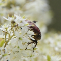 Bisallardiana gymnopleura at Mongarlowe, NSW - 31 Jan 2021