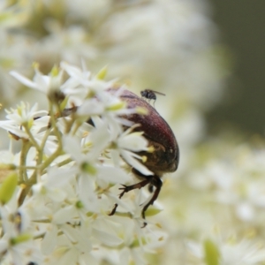 Bisallardiana gymnopleura at Mongarlowe, NSW - 31 Jan 2021