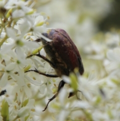 Bisallardiana gymnopleura at Mongarlowe, NSW - 31 Jan 2021