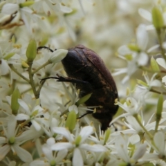 Bisallardiana gymnopleura at Mongarlowe, NSW - 31 Jan 2021