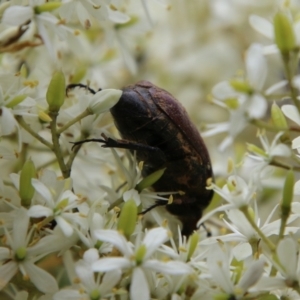 Bisallardiana gymnopleura at Mongarlowe, NSW - 31 Jan 2021