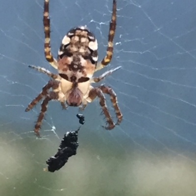 Plebs eburnus (Eastern bush orb-weaver) at Aranda, ACT - 25 Jan 2021 by Jubeyjubes