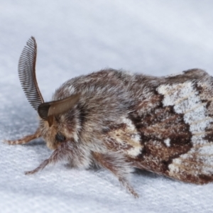 Pernattia pusilla at Melba, ACT - 23 Jan 2021