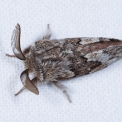 Pernattia pusilla at Melba, ACT - 23 Jan 2021 10:42 PM