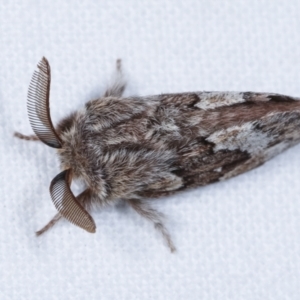 Pernattia pusilla at Melba, ACT - 23 Jan 2021 10:42 PM