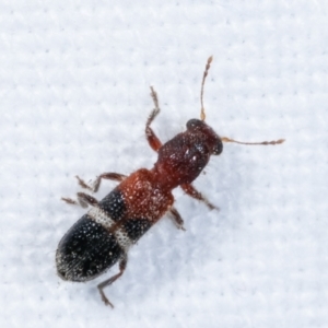 Tarsostenodes hilaris at Melba, ACT - 23 Jan 2021