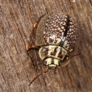 Paropsisterna decolorata at Melba, ACT - 23 Jan 2021 10:45 PM