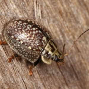 Paropsisterna decolorata at Melba, ACT - 23 Jan 2021 10:45 PM