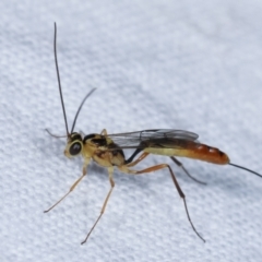 Ichneumonidae (family) (Unidentified ichneumon wasp) at Melba, ACT - 23 Jan 2021 by kasiaaus