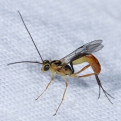 Ichneumonidae (family) at Melba, ACT - 23 Jan 2021