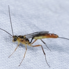 Ichneumonidae (family) at Melba, ACT - 23 Jan 2021