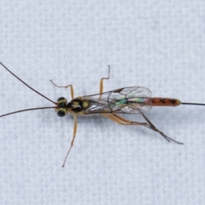 Ichneumonidae (family) at Melba, ACT - 23 Jan 2021