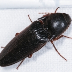 Elateridae (family) (Unidentified click beetle) at Melba, ACT - 23 Jan 2021 by kasiaaus