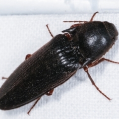 Elateridae sp. (family) (Unidentified click beetle) at Melba, ACT - 23 Jan 2021 by kasiaaus