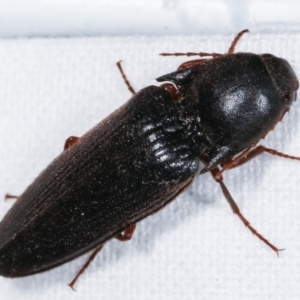 Elateridae sp. (family) at Melba, ACT - 23 Jan 2021 10:48 PM