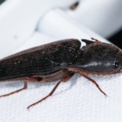 Elateridae sp. (family) at Melba, ACT - 23 Jan 2021