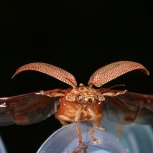 Paropsis atomaria at Melba, ACT - 23 Jan 2021