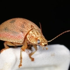 Paropsis atomaria at Melba, ACT - 23 Jan 2021 10:58 PM