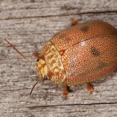 Paropsis atomaria at Melba, ACT - 23 Jan 2021 10:58 PM