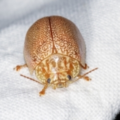 Paropsis atomaria at Melba, ACT - 23 Jan 2021