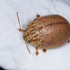 Paropsis atomaria at Melba, ACT - 23 Jan 2021