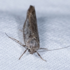 Oecophoridae provisional group 2 at Melba, ACT - 23 Jan 2021 10:51 PM