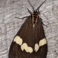 Nyctemera amicus (Senecio or Magpie moth) at Melba, ACT - 23 Jan 2021 by kasiaaus