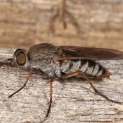 Anabarhynchus sp. (genus) (Stiletto Fly (Sub-family Therevinae)) at Melba, ACT - 23 Jan 2021 by kasiaaus