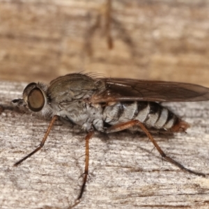 Anabarhynchus sp. (genus) at Melba, ACT - 23 Jan 2021