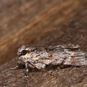 Spectrotrota fimbrialis at Melba, ACT - 23 Jan 2021 10:54 PM