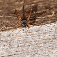 Trigonidium vittaticollis (A sword-tail cricket) at Melba, ACT - 23 Jan 2021 by kasiaaus