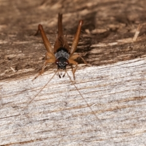 Trigonidium vittaticollis at Melba, ACT - 23 Jan 2021 10:56 PM