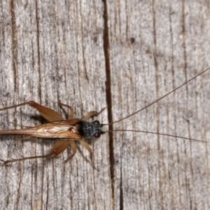 Trigonidium vittaticollis at Melba, ACT - 23 Jan 2021 10:56 PM