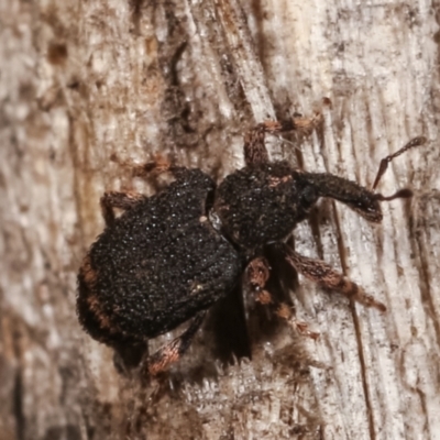 Curculionidae (family) (Unidentified weevil) at Melba, ACT - 23 Jan 2021 by kasiaaus